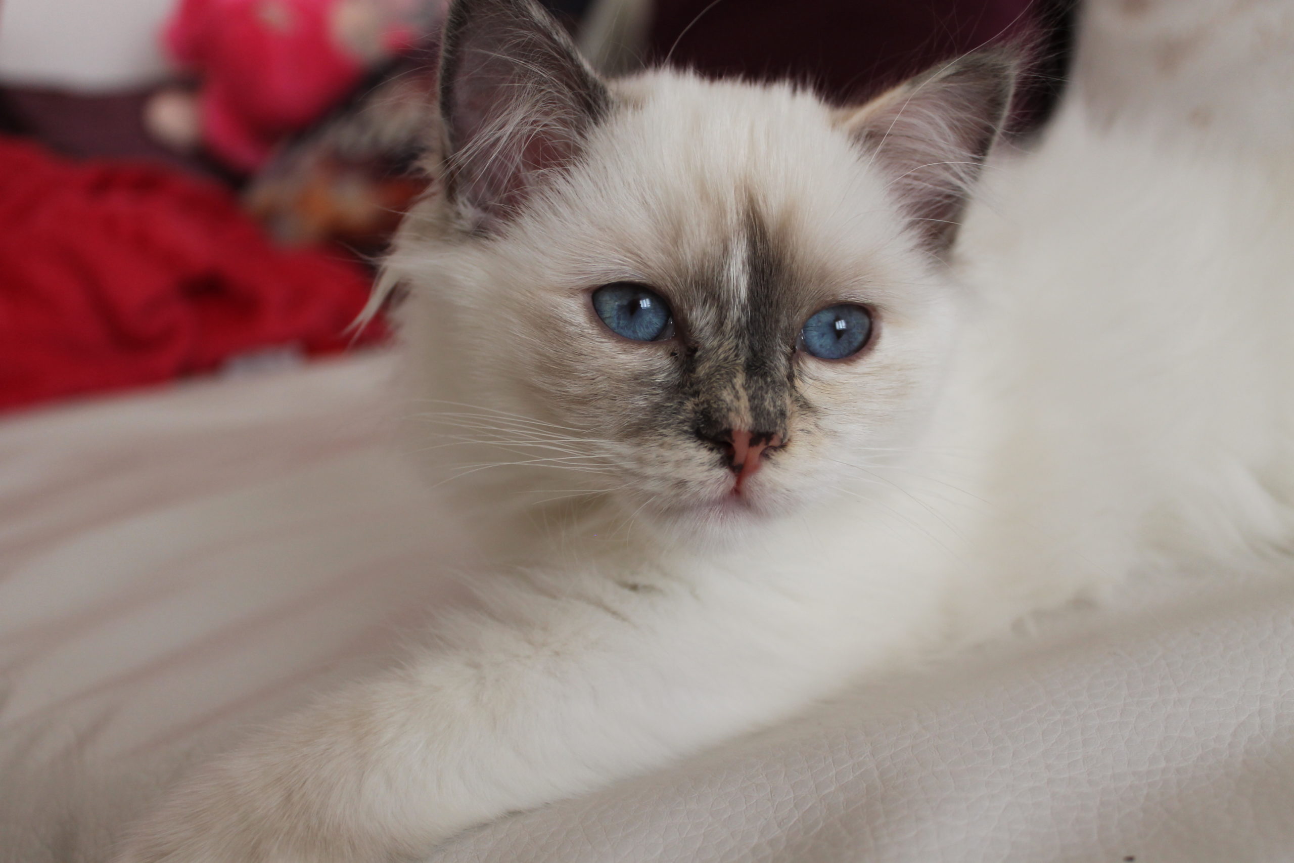 Siamese Cat For Sale In Cavite British Shorthair